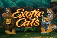 EXOTIC CATS?v=2.8.6